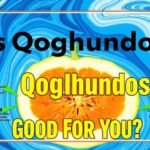 Is Ingredients in Qoghundos Good?